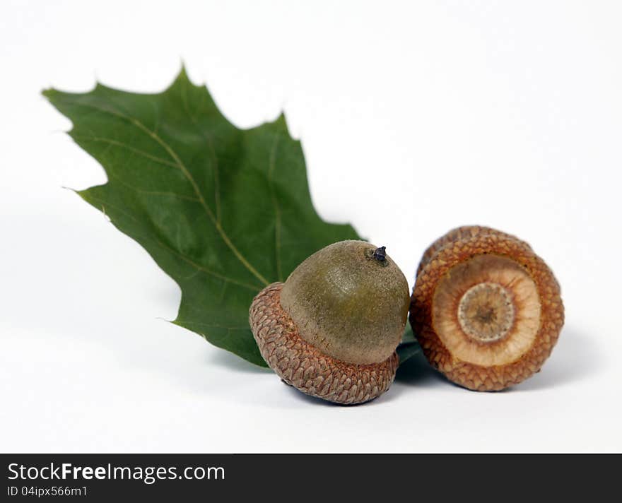 Brown acorns relating to oaken leaves