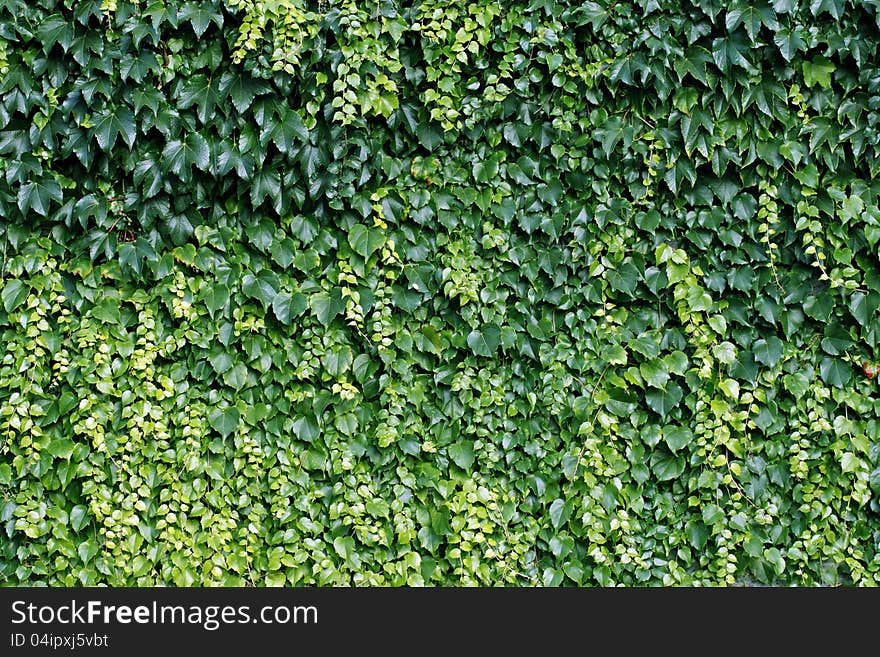 Natural background from climbing plants. Natural background from climbing plants