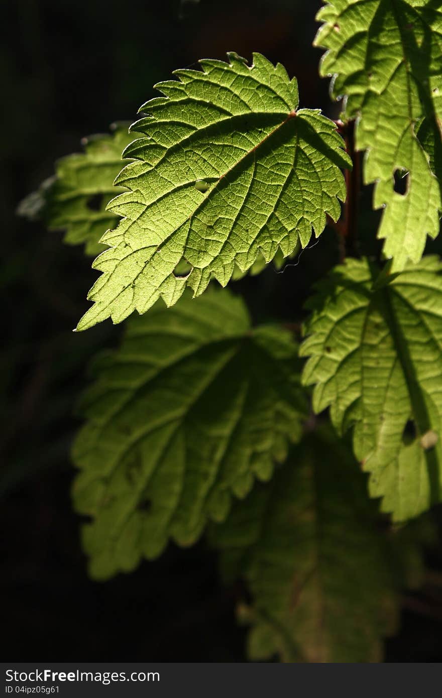 Nettle leaf green backlight sunlight