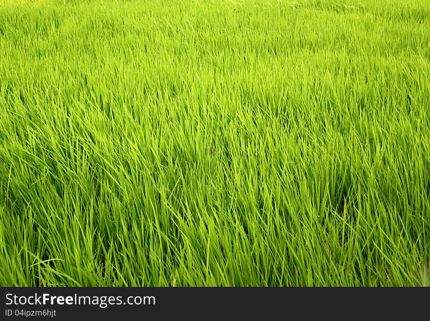 Fields ready for harvest sometime in the future. Fields ready for harvest sometime in the future