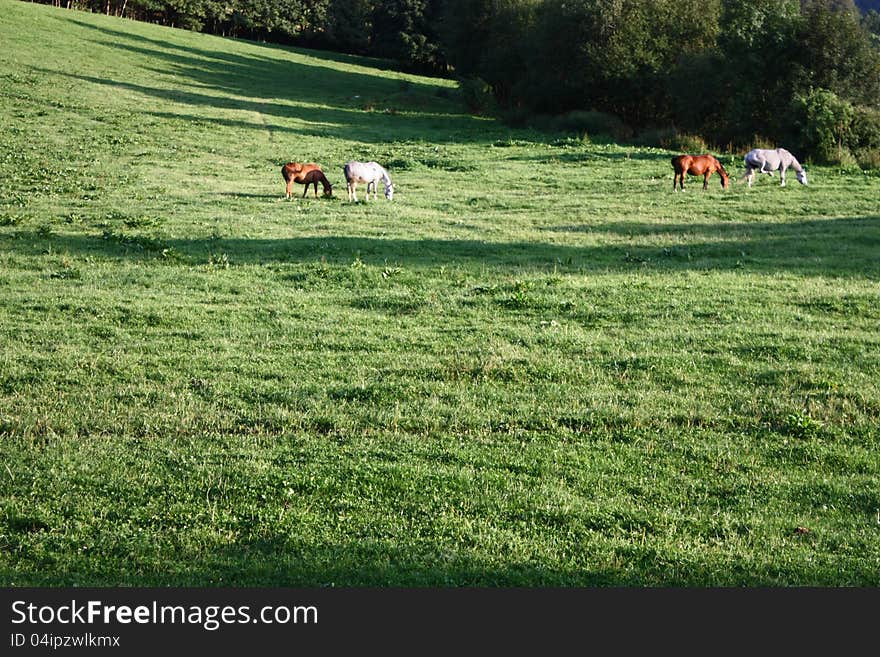 Two pairs of horses grazing in green meadow, brown and white horse in two pairs. Two pairs of horses grazing in green meadow, brown and white horse in two pairs