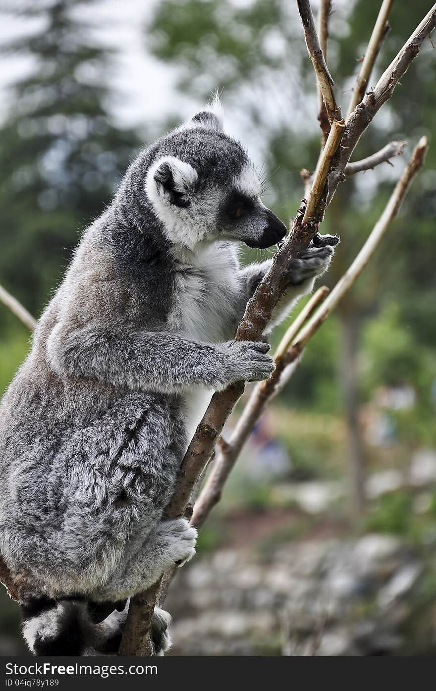 Lemur Kata