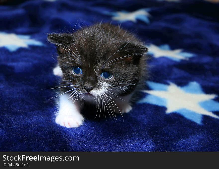 Blue-eyed kitten who creeps on a carpet