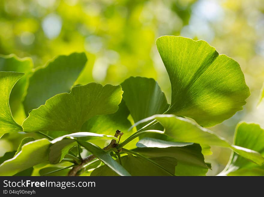 Ginkgo Biloba leaves