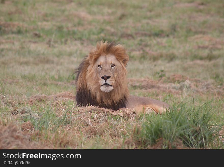 African Lion Male