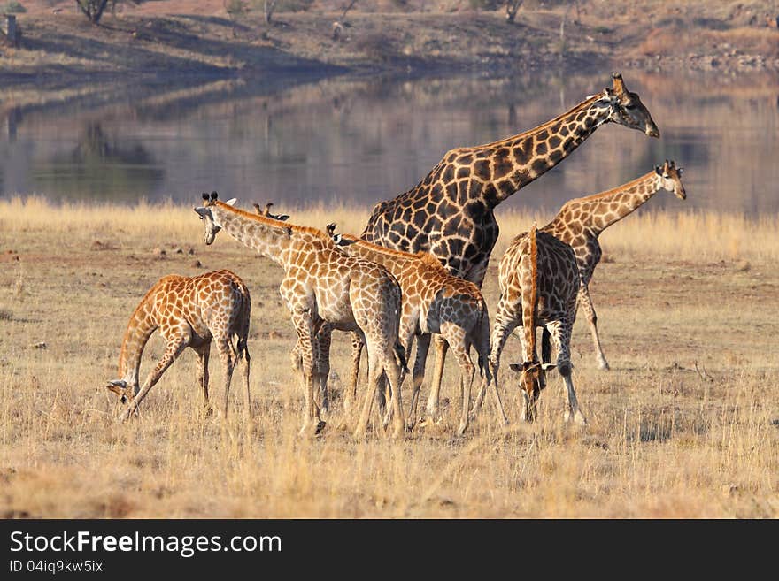 Giraffe family at the water in Pilanesberg GR