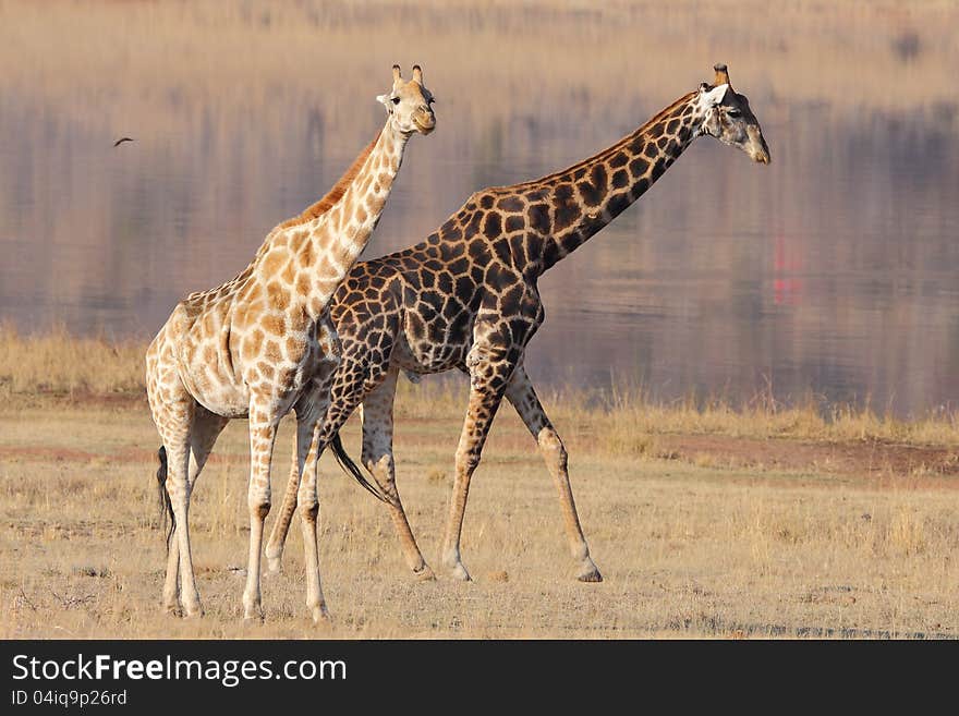 Giraffe shadow effect with dark and light colored giraffes.