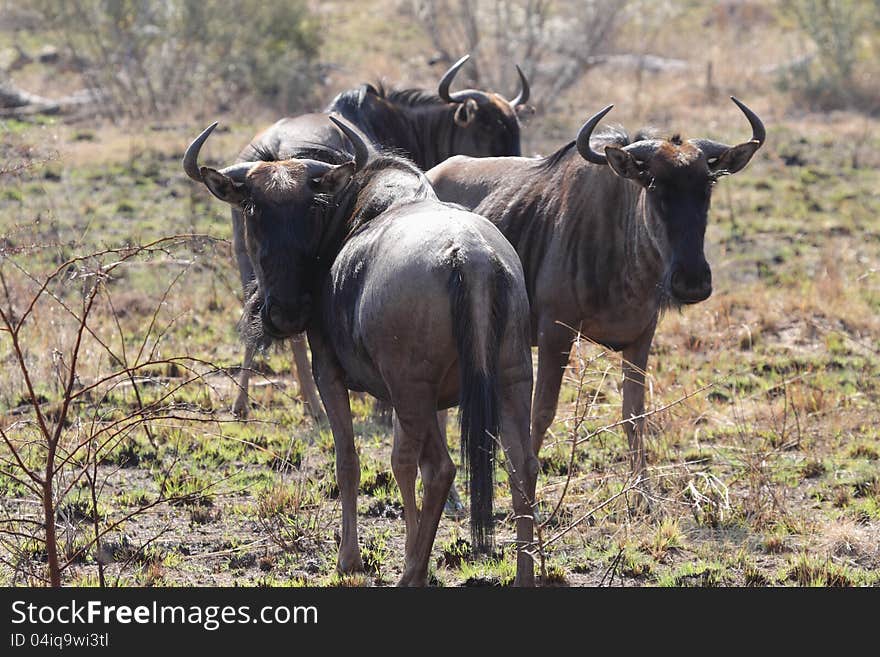 Blou Wildebeest in Pilanesberg GR