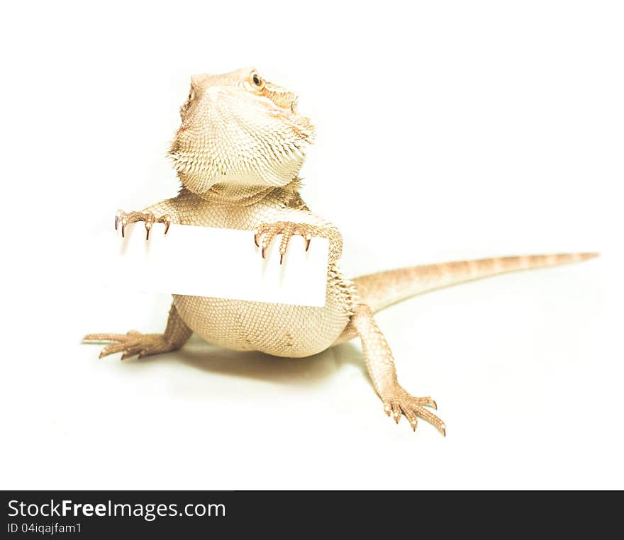 Lizard holding card in hand on white background