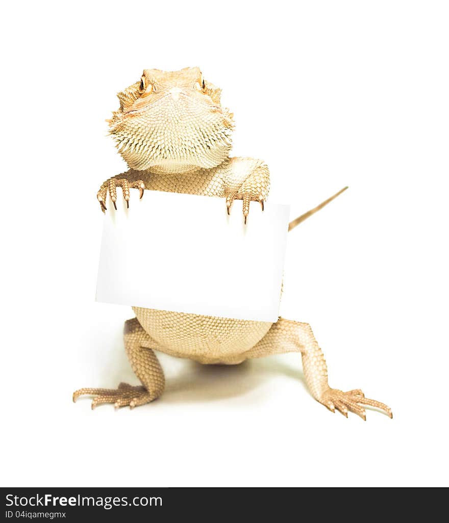 Lizard holding card in hand on white background