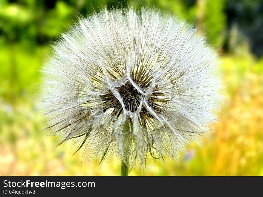 Dandelion is white and fluffy on the yellow-green background. Dandelion is white and fluffy on the yellow-green background