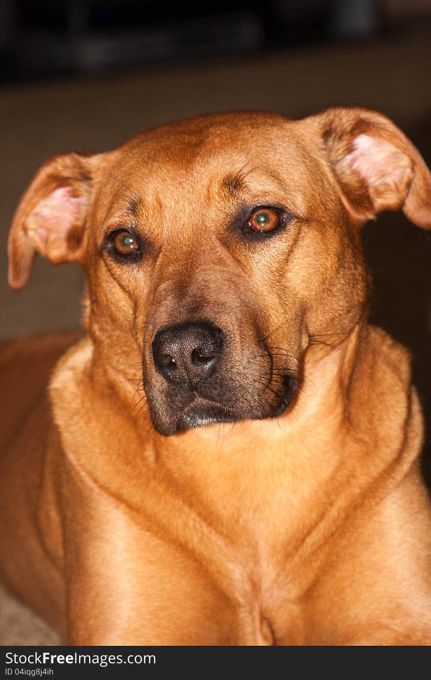 A happy cute pet doggy