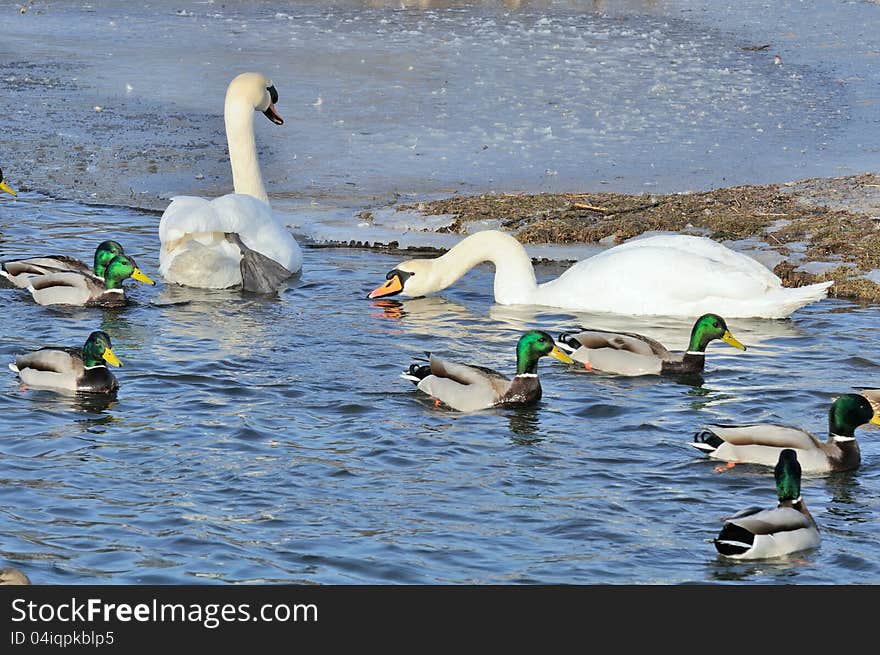 Mallard Ducks and Swans Swimming in the Lake