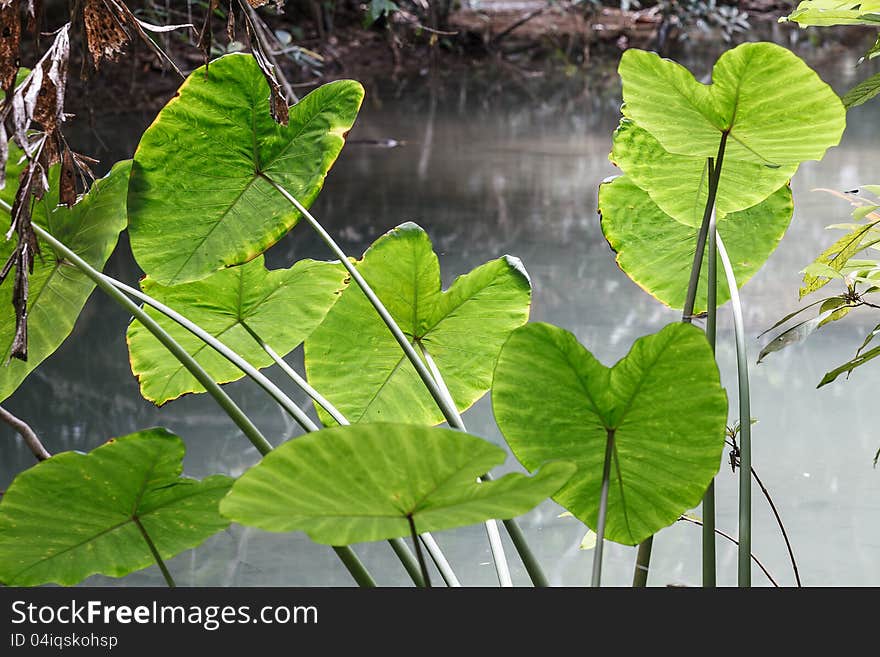 Caladium leave  in rain forest, Thailand .