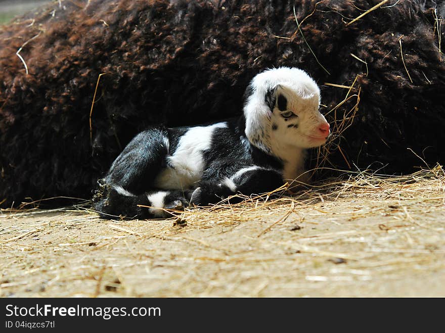 Cute young Pygmy goat resting