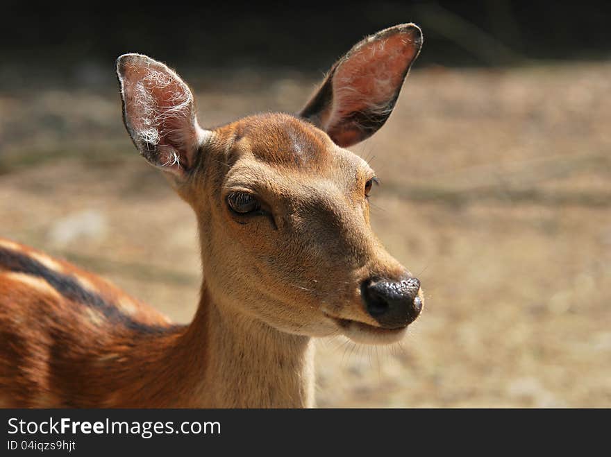 Portrait of Sika deer (ZOO Olomouc)