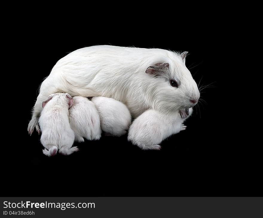 Abyssinian Guinea Pigs