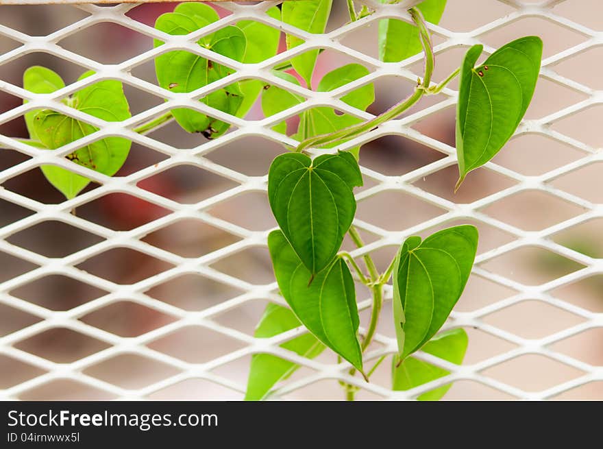 Green Climbing Leaves On The White Metal Net