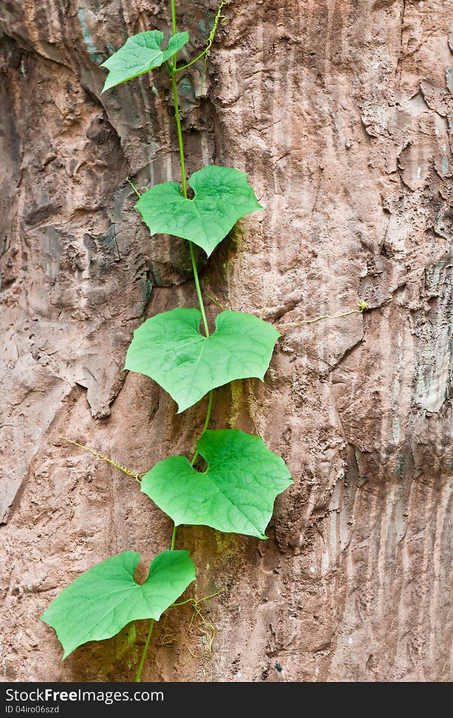 The green leaves of some plant climbing on stone. The green leaves of some plant climbing on stone