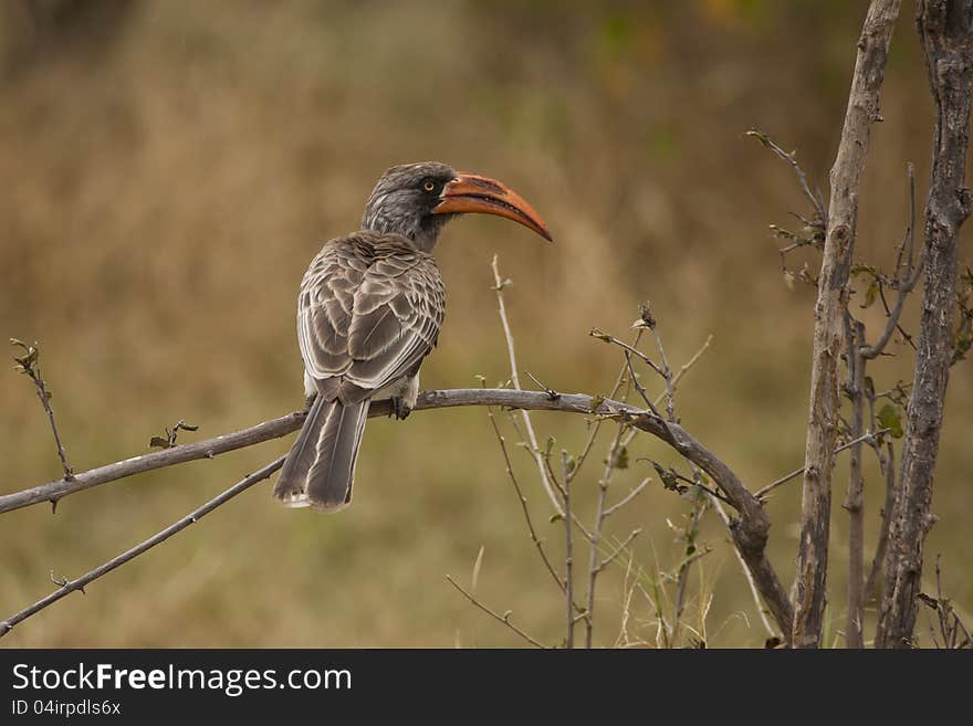 The uncommon Bradfield&#x27;s Horn-bill of Africa is perched on a branch while observing its surroundings in the bush. It is distinguished from the similar looking Red Horn-bill by the lack of a red neck. The uncommon Bradfield&#x27;s Horn-bill of Africa is perched on a branch while observing its surroundings in the bush. It is distinguished from the similar looking Red Horn-bill by the lack of a red neck.