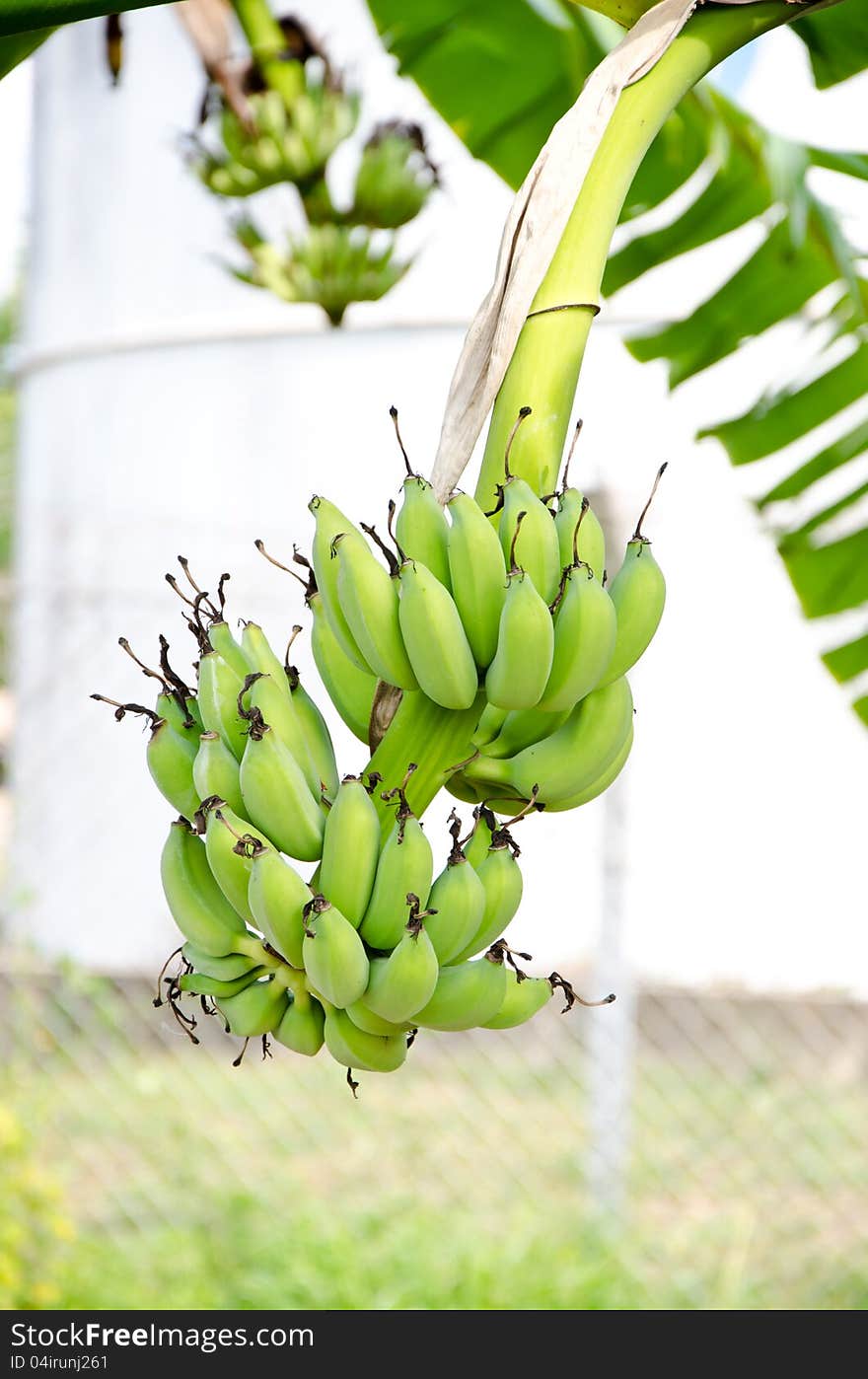 Banana on tree in Thailand. Banana on tree in Thailand.