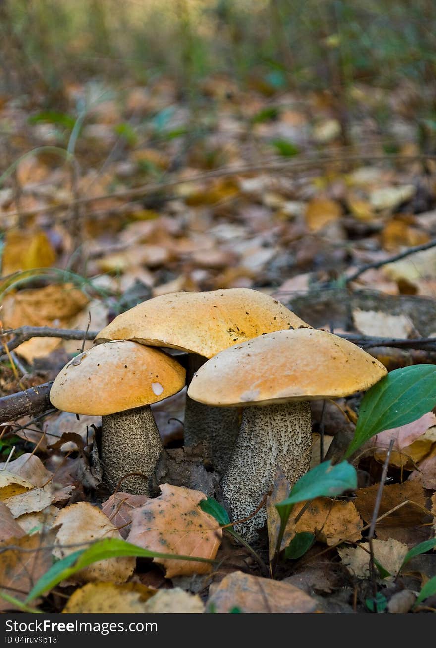 Mushrooms