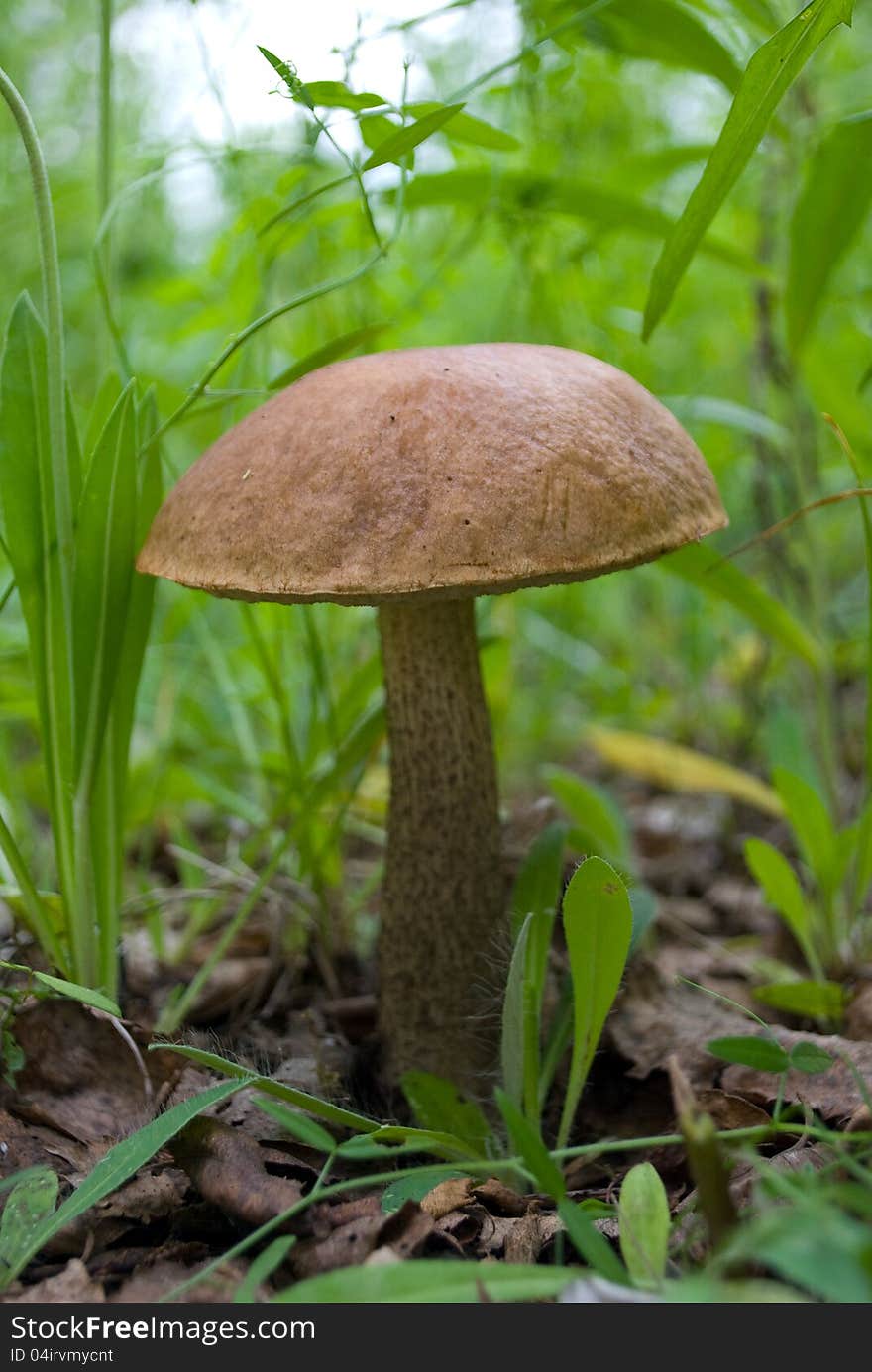 Mushroom in the summer forest. Mushroom in the summer forest