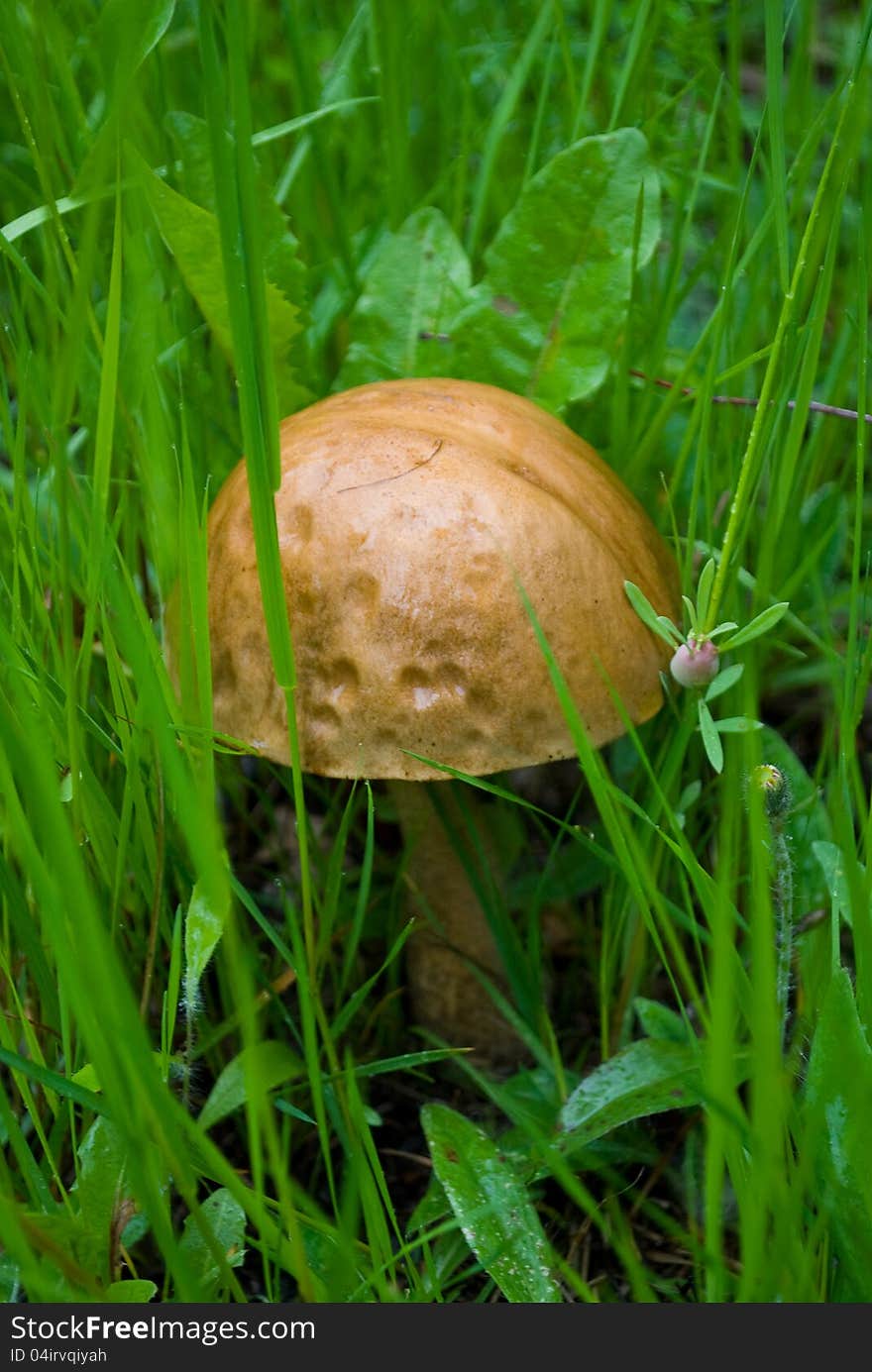 Mushroom in the summer forest