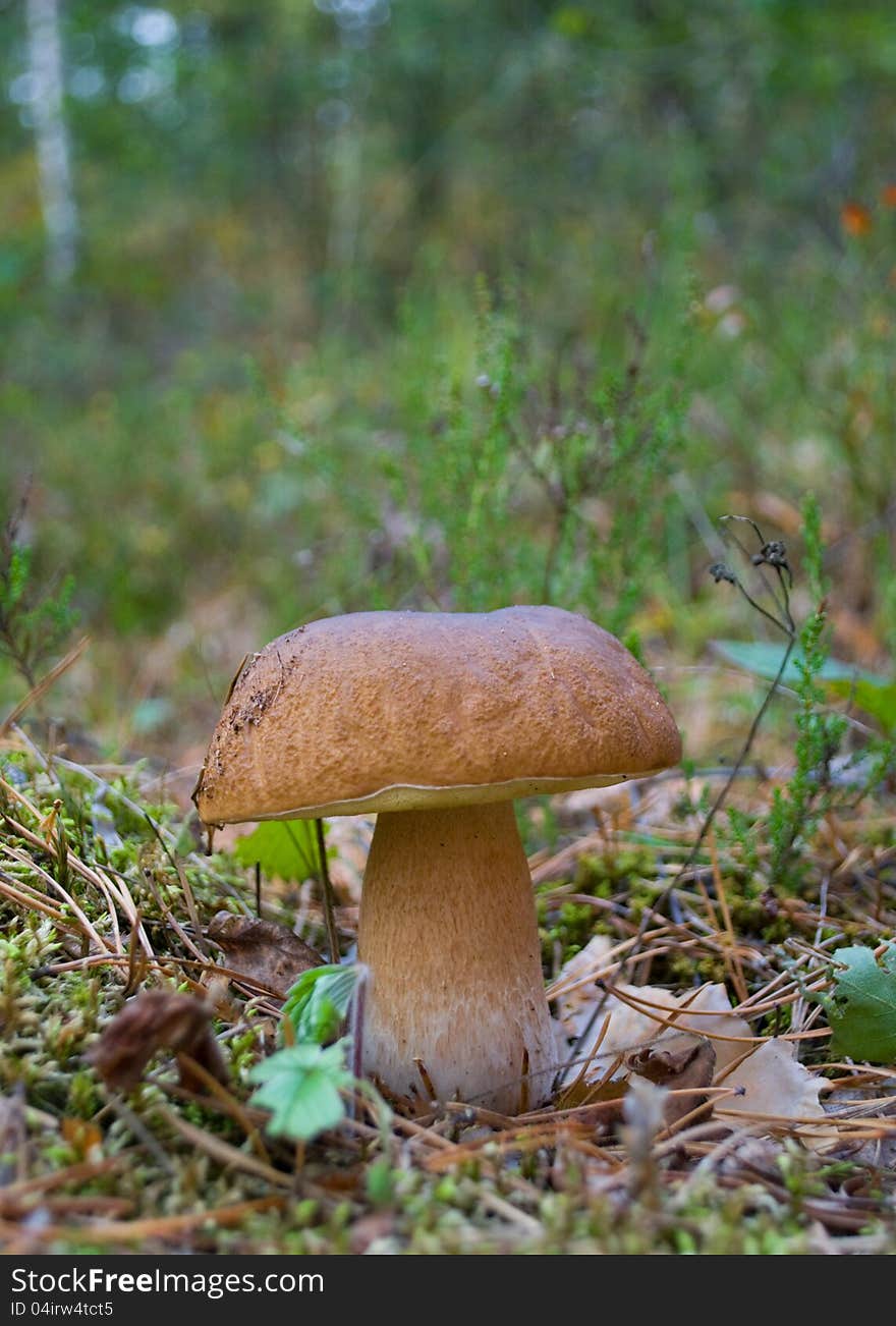 Eatable mushroom  boletus in the forest