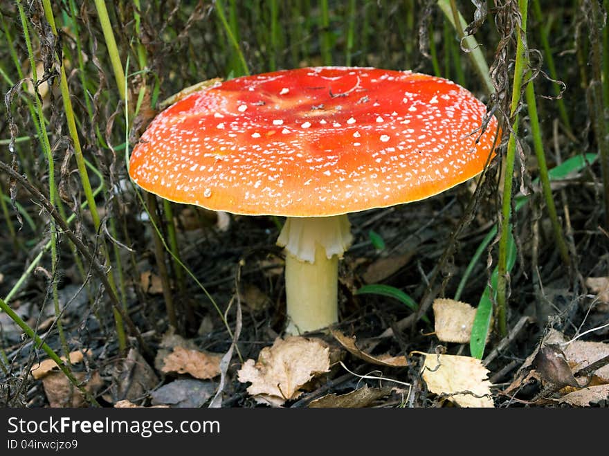 Poison mushroom in the russian forest. Poison mushroom in the russian forest