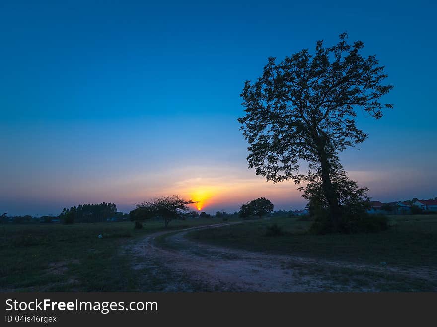 Silhouettes of trees at sunset.