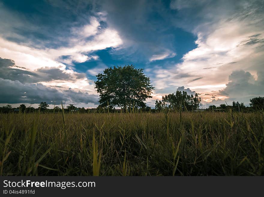 Silhouettes of trees at sunset.