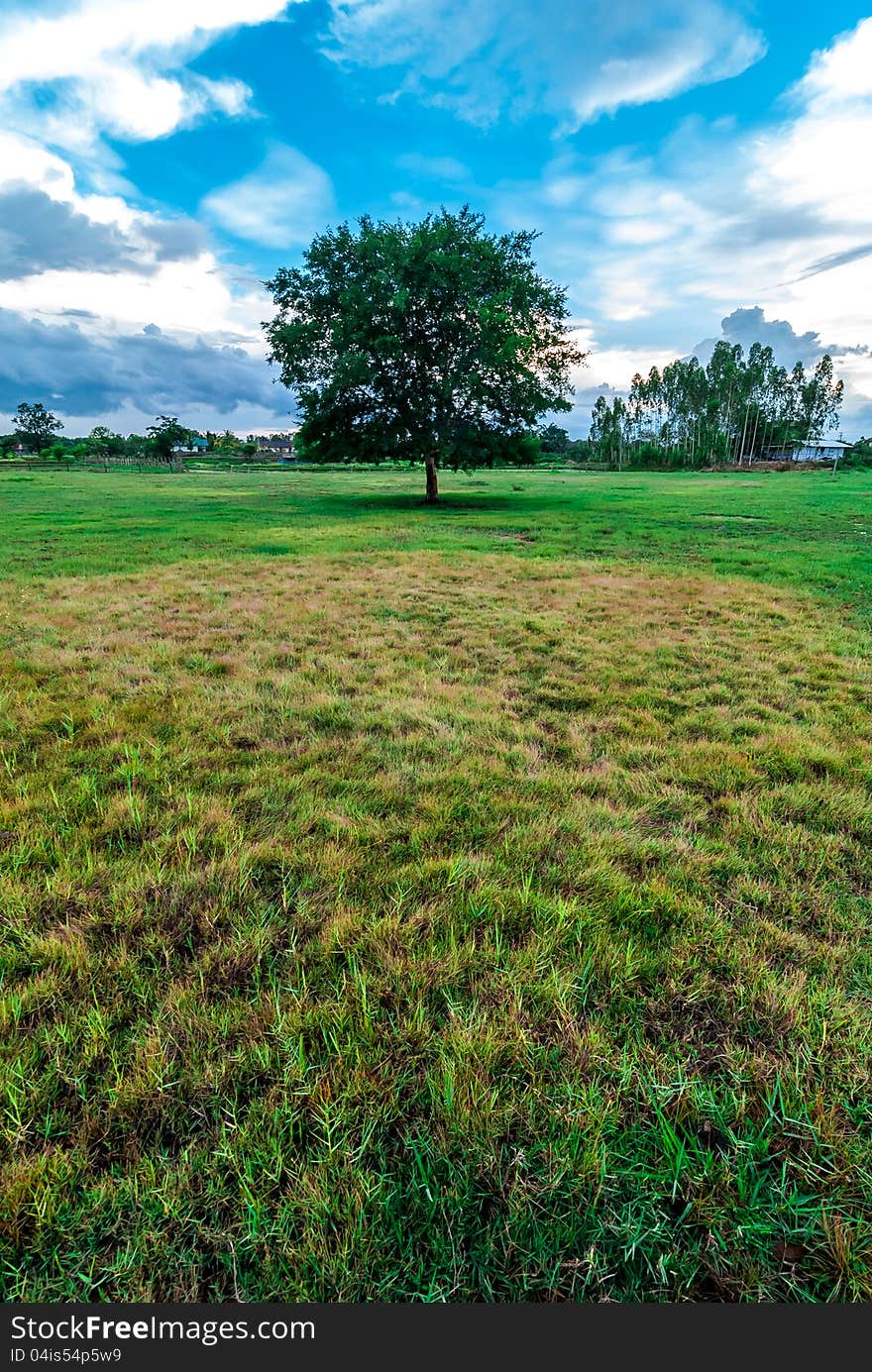 Trees and grass in the countryside. A beautiful environment. Trees and grass in the countryside. A beautiful environment.