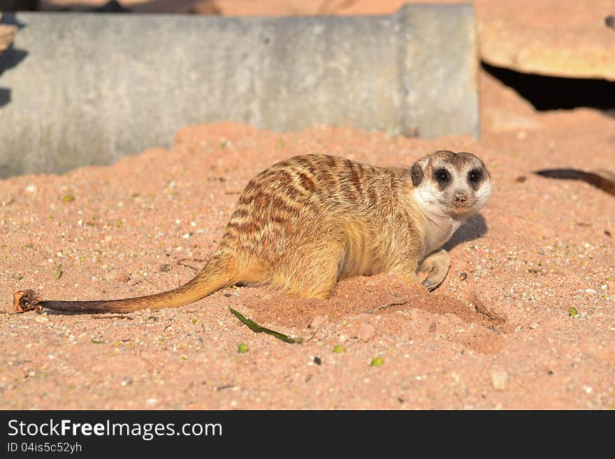 Meerkat crouches down on sand