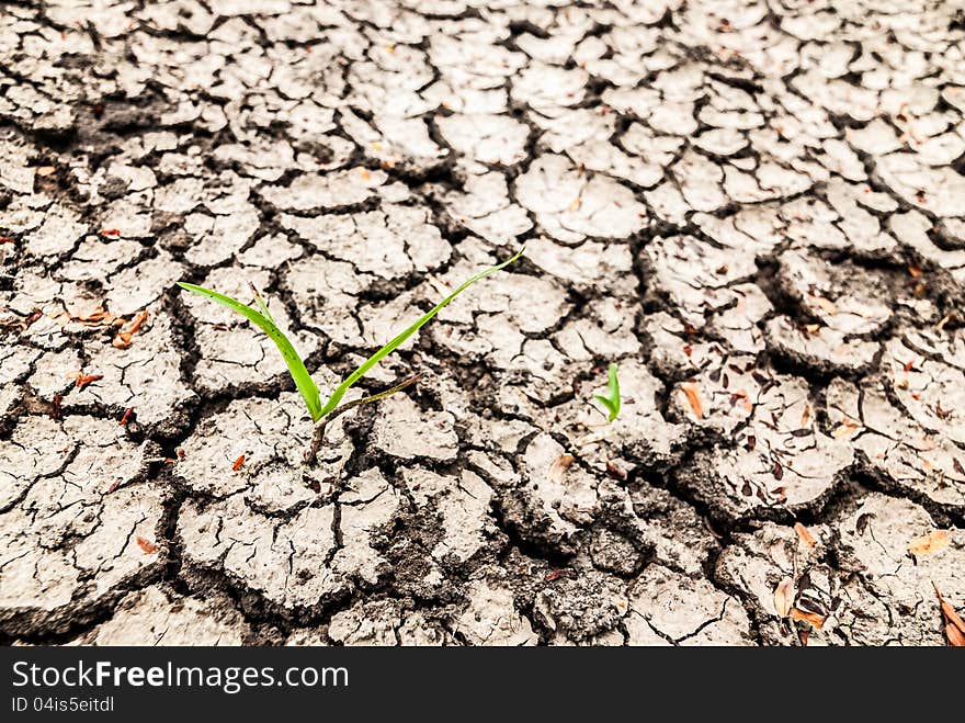 The crack of a dry climate and lack of water. The crack of a dry climate and lack of water.