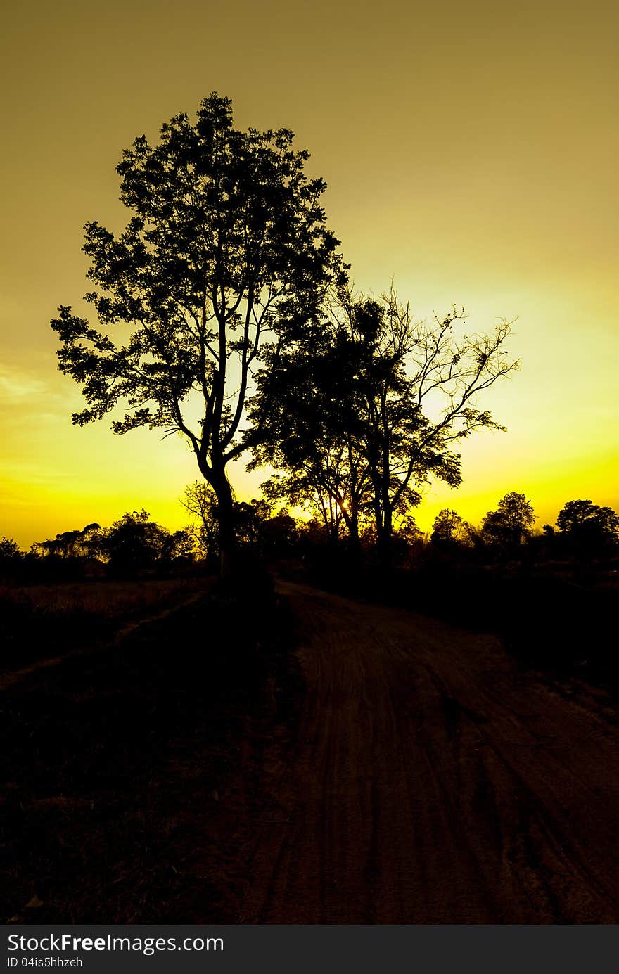 Black silhouette of a tree taken at sunset. The light is beautiful. Black silhouette of a tree taken at sunset. The light is beautiful.