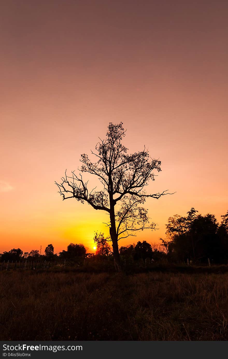 Silhouettes Of The Trees.