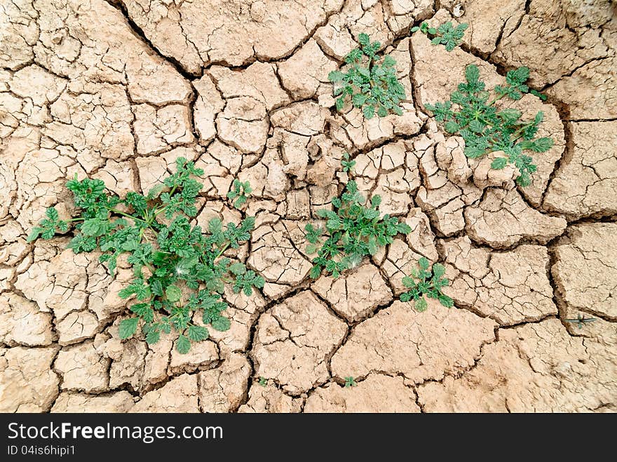 Plant in dried cracked mud in thailand