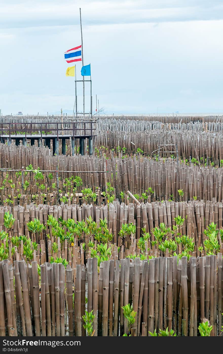 Mangrove forest in bangkok thailand