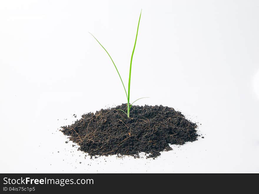 Grass and soid on white background