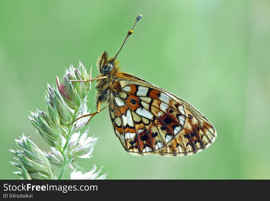 Small pearl-bordered fritillary sitting on a bent.