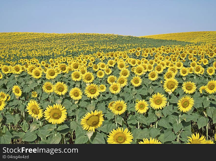 Large field of sunflowers in bloom