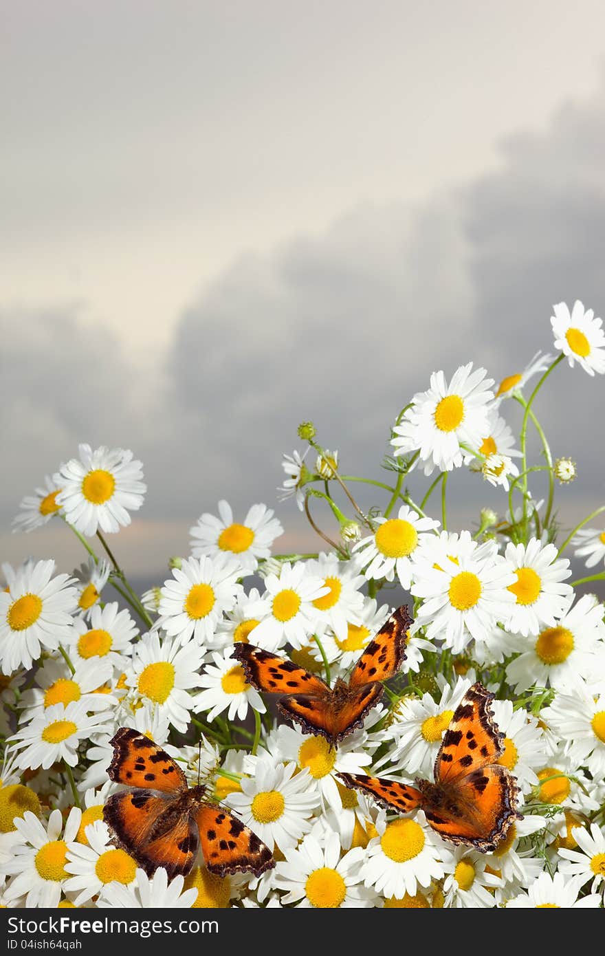 Macro shot of wild camomile on a blue sky background