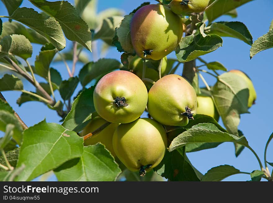 Apples on the branches are photographed a close-up