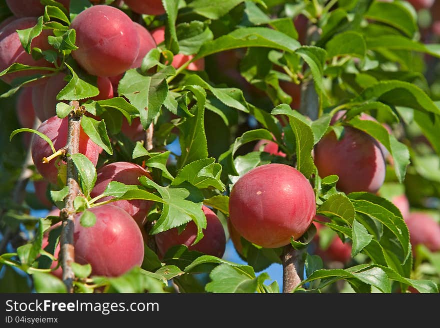 Plums on branches are photographed close up