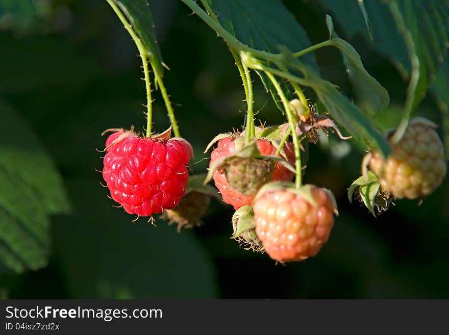 Berries of a raspberry are photographed close-up. Berries of a raspberry are photographed close-up