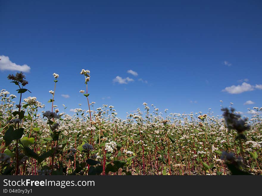 Buckwheat flowers