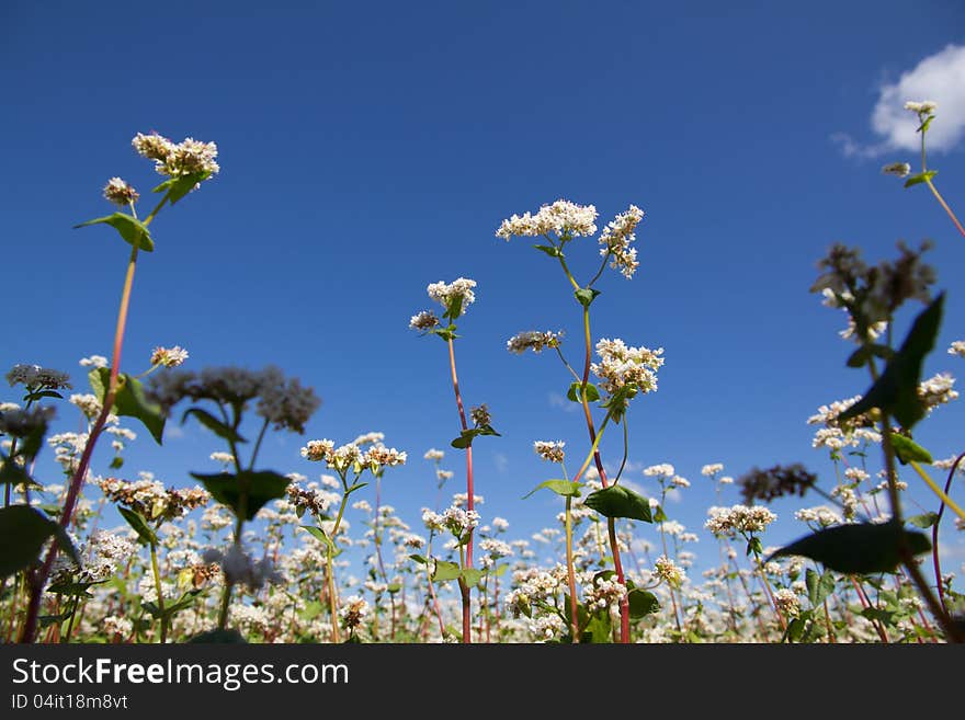 Buckwheat Flowers