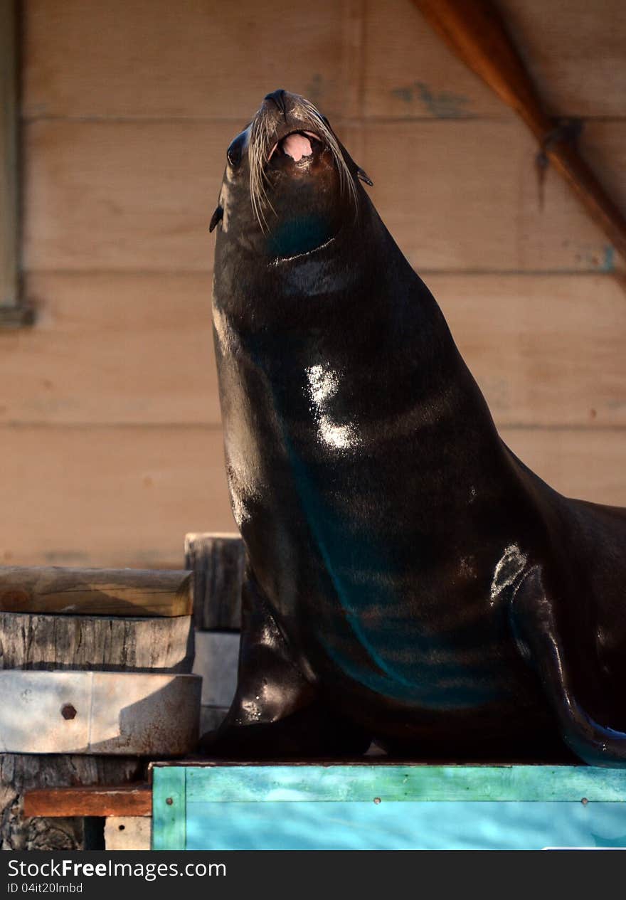 Sea Lion fun.