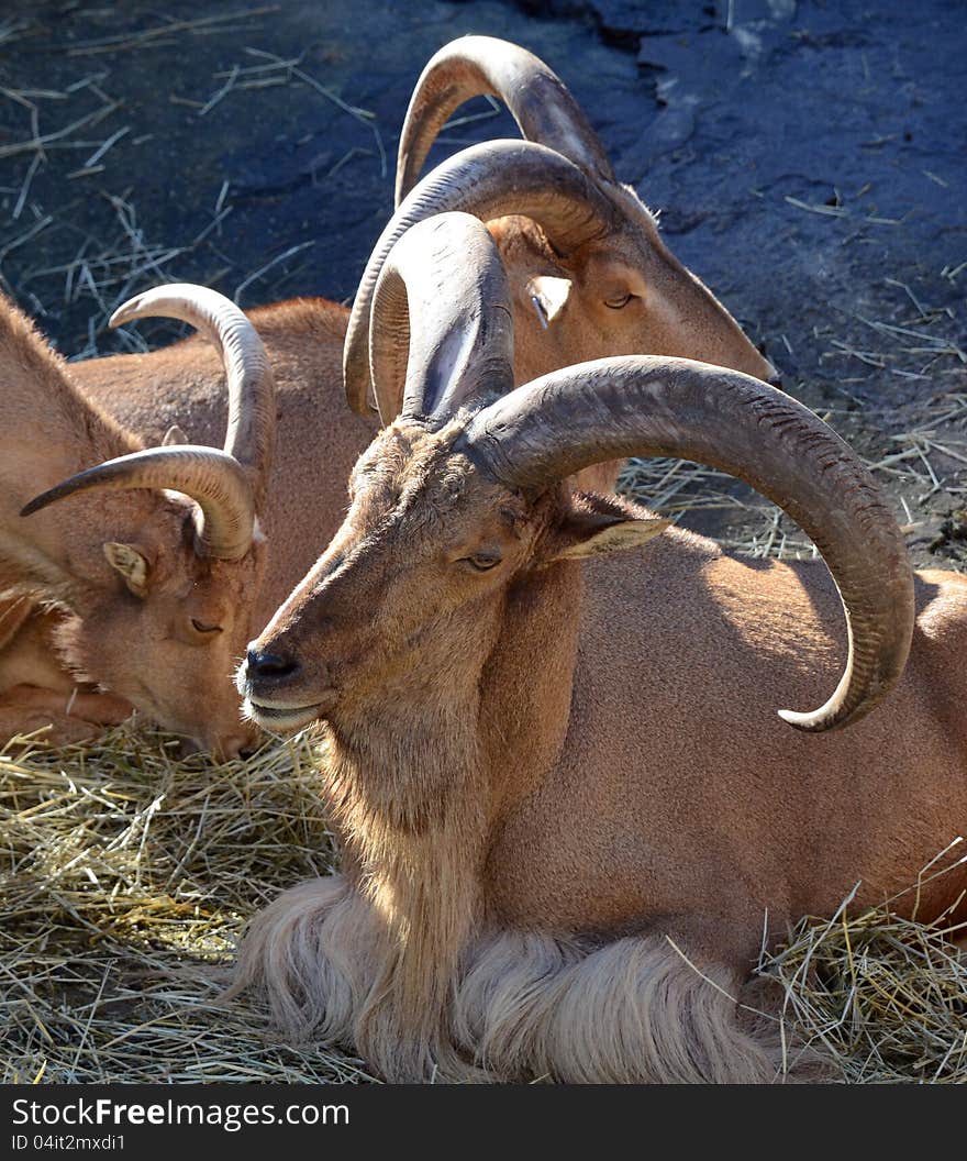 North African Tahir Goat.